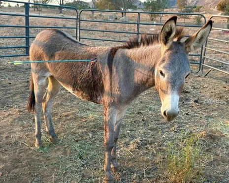 Burro Healing After Recent Arrow Attack on Feral Donkeys in California