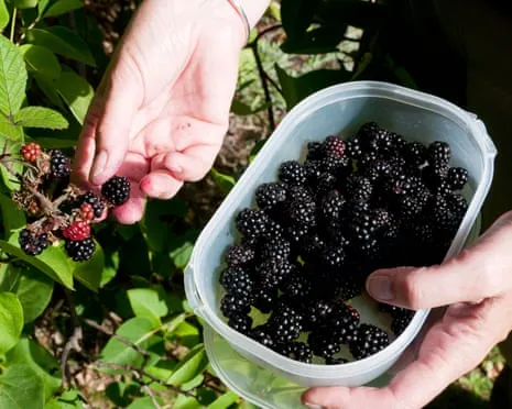 Seeking: Delicious Pastries to Make Use Of a Surplus of House-Made Jam