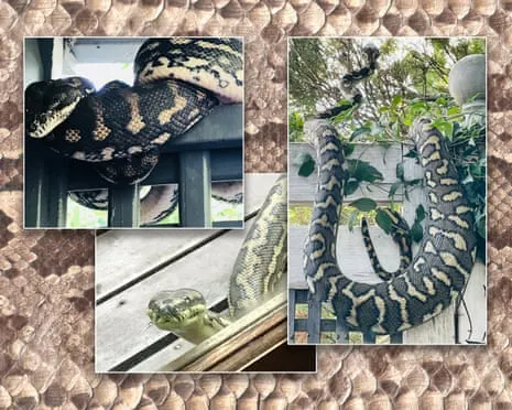 Embracing the Reptiles in the Roof: An Evolution from Dread to Admiration