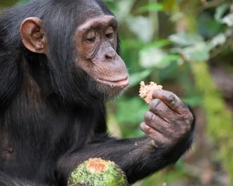 Chimpanzees Consume Daily Ethanol Comparable to a Pint from Ripe Figs